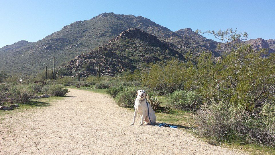 White Tanks Mountains Hiking Trail with Dog