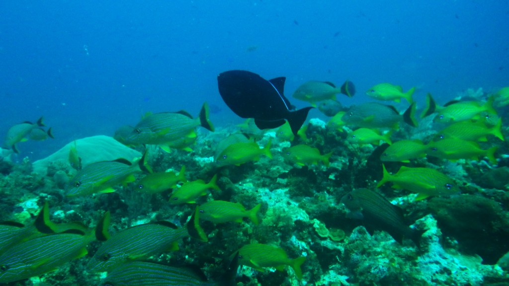 Fish in the Great Mayan Reef