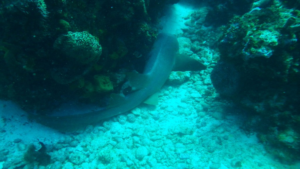 Nurse shark