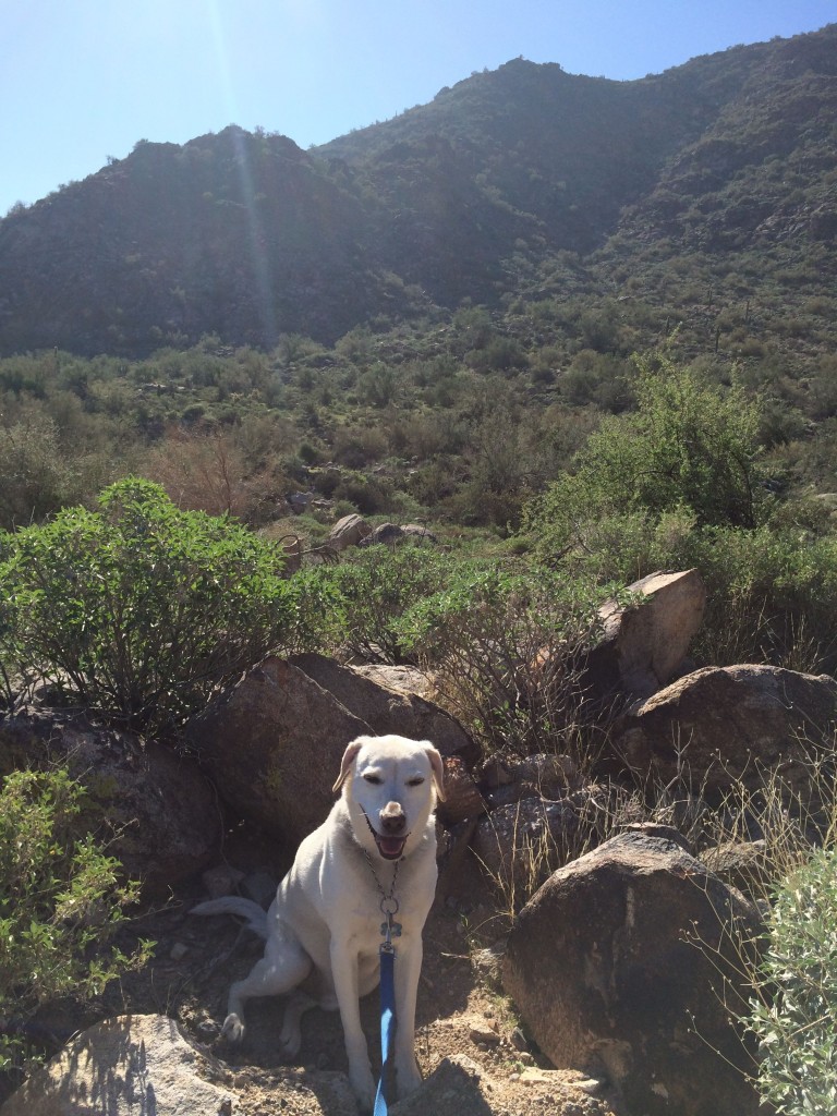 White Tanks Hiking trail Dog resting