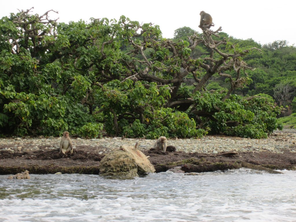 Monkey Island 2016 Beach Monkeys