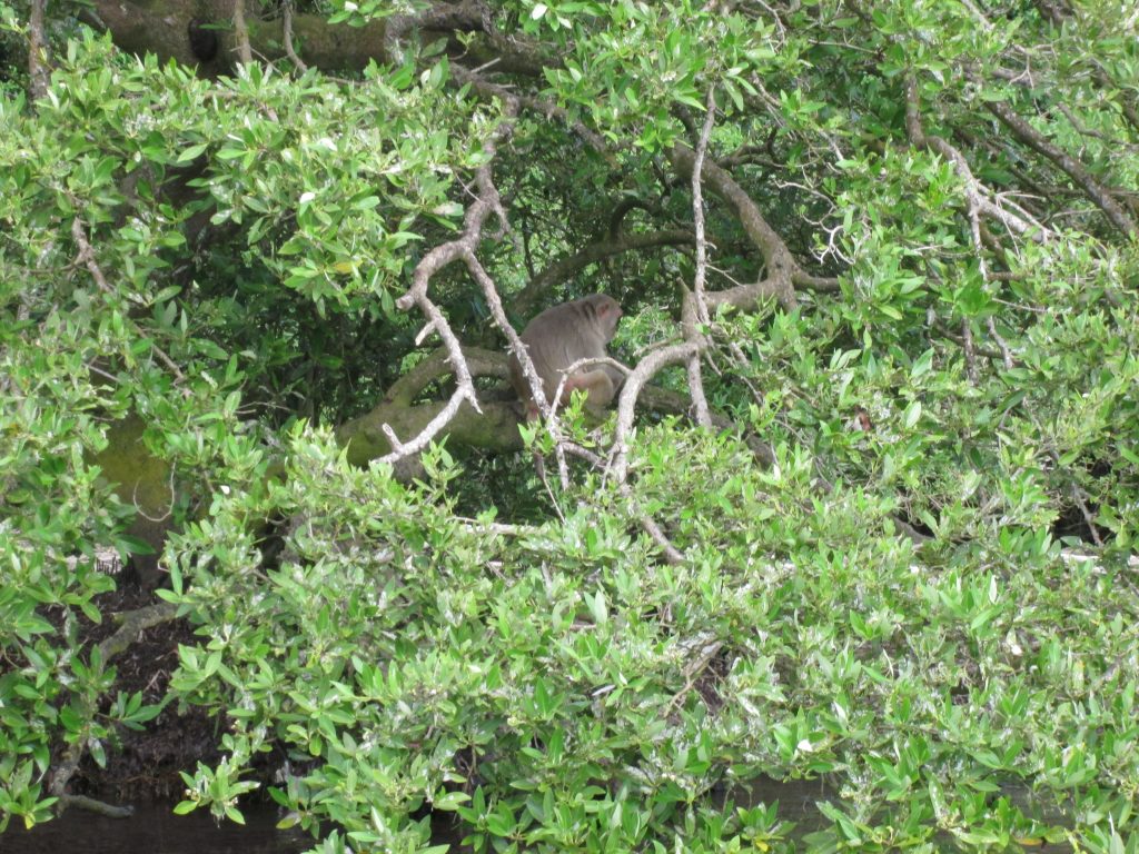 monkey island tour puerto rico