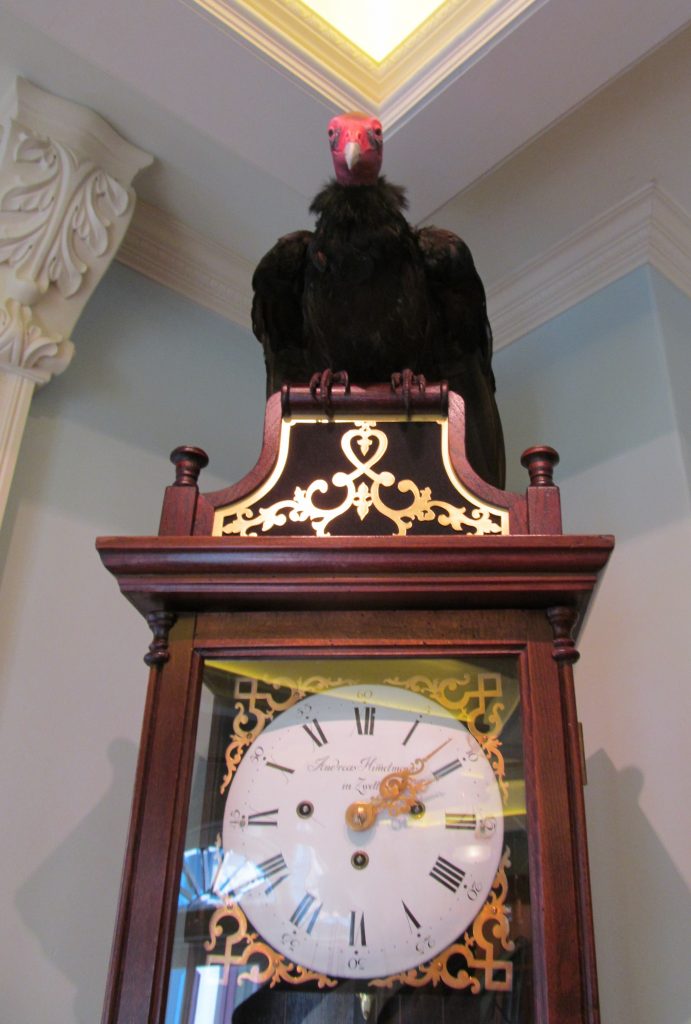 Club 33 Vulture - Photo Courtesy of David and Vy Spear.