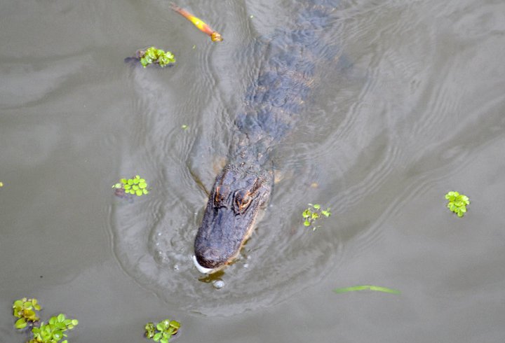 New Orleans Alligator spotted on a Swamp Tour