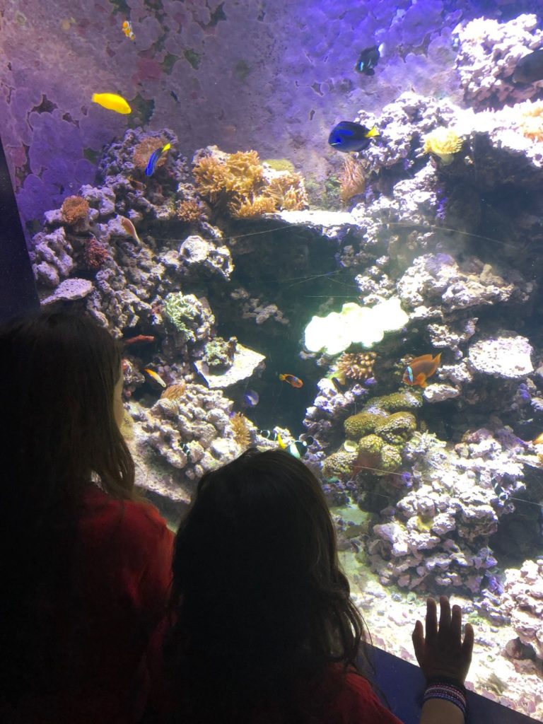 Fish at New Orleans Aquarium