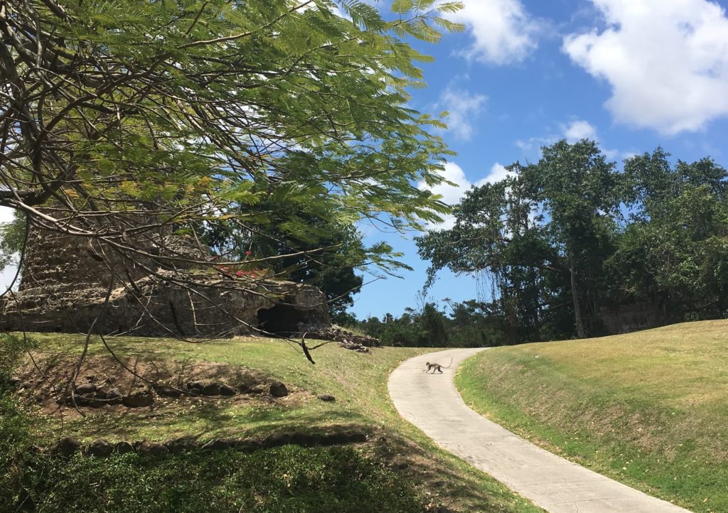 Green Vervet Monkey walking on the Four Seasons Nevis property