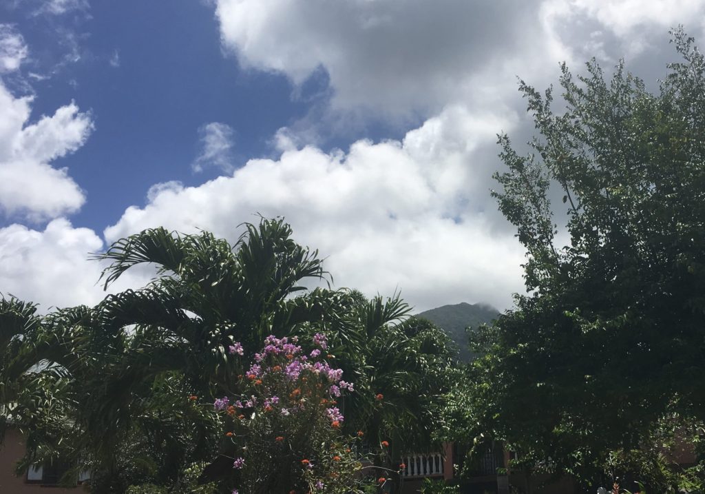 Nevis Peak behind flowers and mango trees