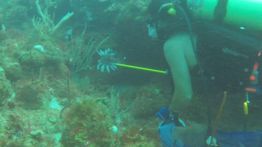 Scuba diver hunting lion fish off the coast of Palmas del Mar, Humacao in Puerto Rico