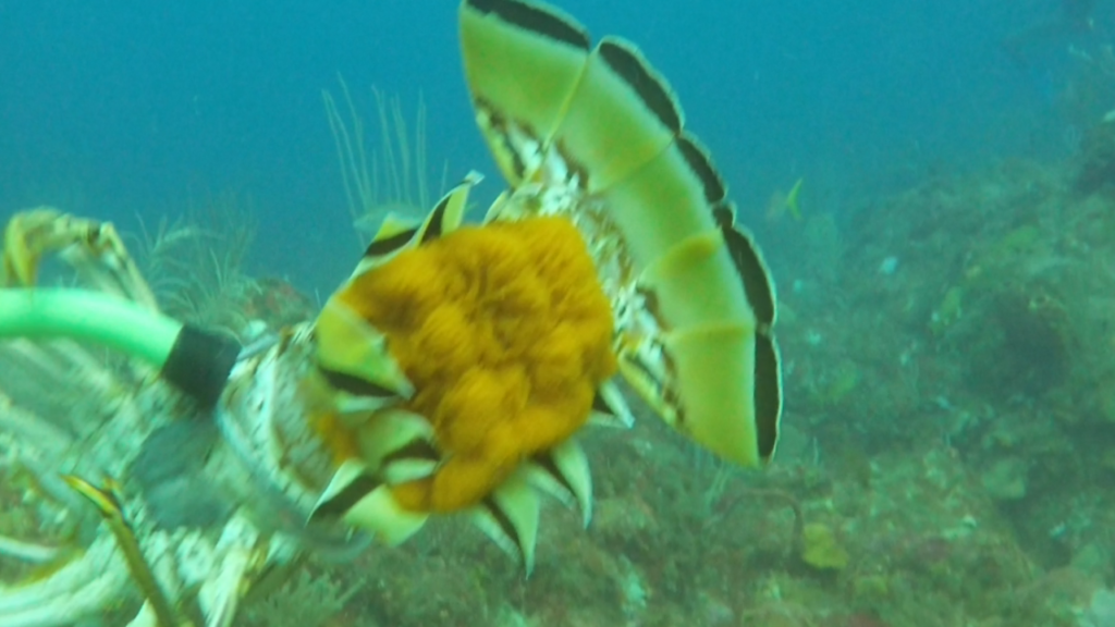 Pregnant (egg bearing) female spiny lobster 